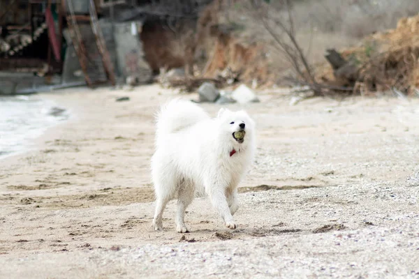 Chien Samoyed Blanc Sur Plage — Photo