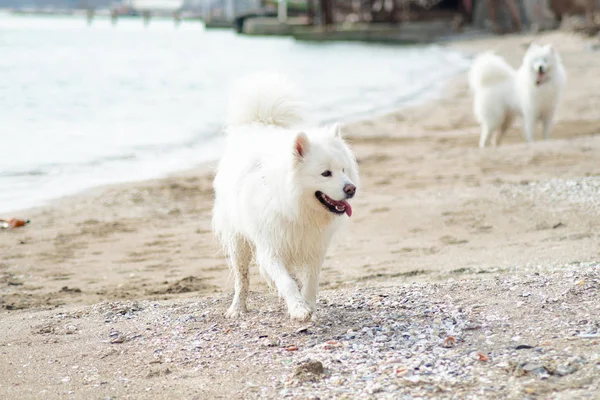 Chiens Samoyed Blancs Sur Plage — Photo