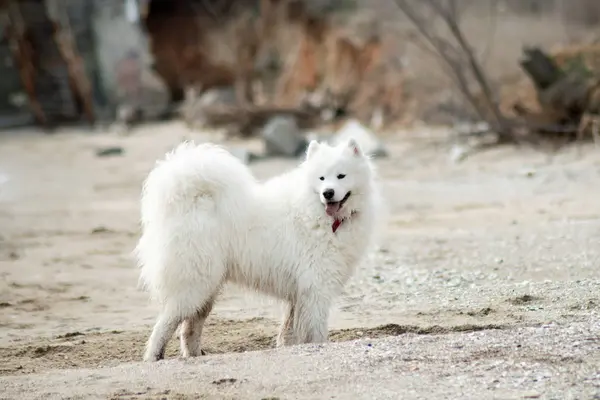 White Samoyed Dog Beach — Stock Photo, Image