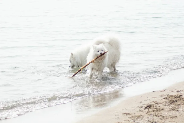 Λευκά Σκυλιά Samoyed Στην Παραλία — Φωτογραφία Αρχείου