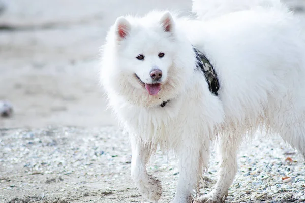 Cão Samoyed Branco Praia — Fotografia de Stock