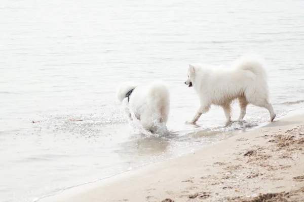 Witte Samoyed Honden Het Strand — Stockfoto