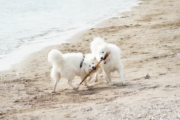 Sahilde Beyaz Samoed Köpekler — Stok fotoğraf