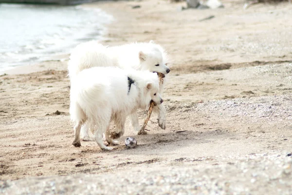 Witte Samoyed Honden Het Strand — Stockfoto