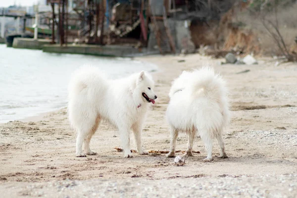 Chiens Samoyed Blancs Sur Plage — Photo