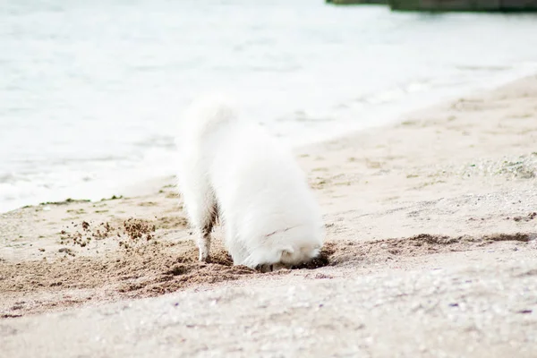 Cane Samoyed Bianco Sulla Spiaggia — Foto Stock