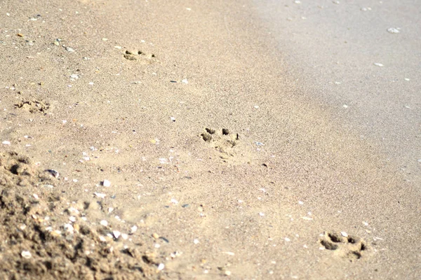 Отпечатки Лап Собаки Песке — стоковое фото