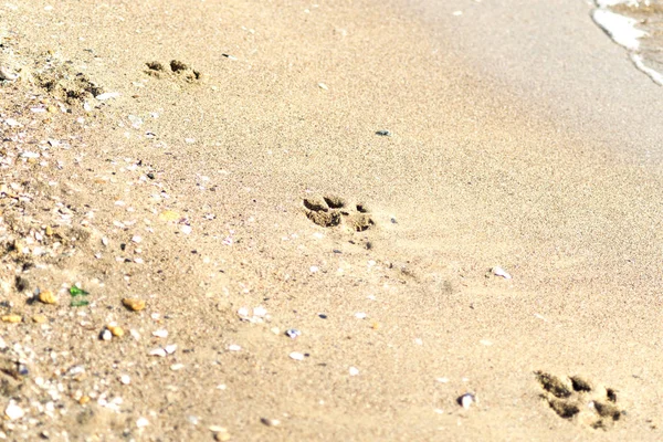 Αποτυπώματα Ποδιών Σκύλου Στην Άμμο — Φωτογραφία Αρχείου