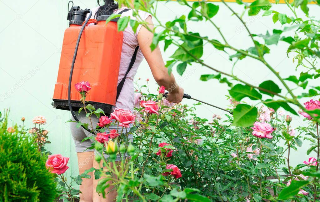 spraying plants. girl is spraying with pesticides garden, flowers. spraying machine. Gardening