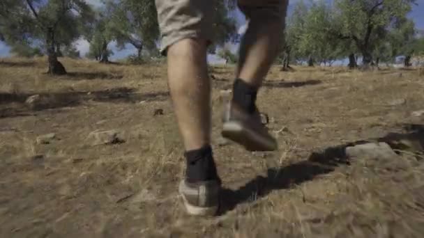 Närbild Benen Man Som Går Genom Olivlund — Stockvideo