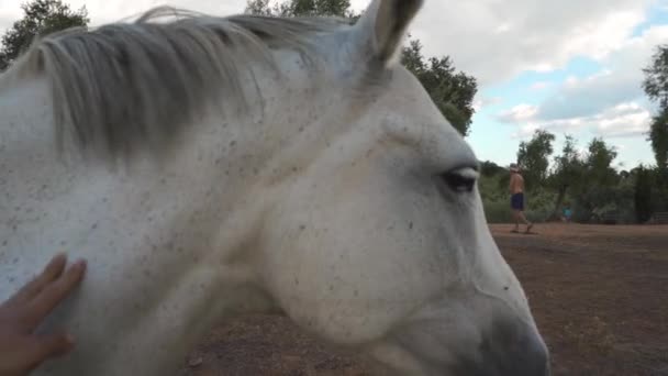Υποκειμενικό Πλάνο Ενός Ανθρώπου Που Χαϊδεύει Ένα Άλογο — Αρχείο Βίντεο