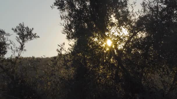 木の枝の間を通過する太陽光の時間の経過 — ストック動画
