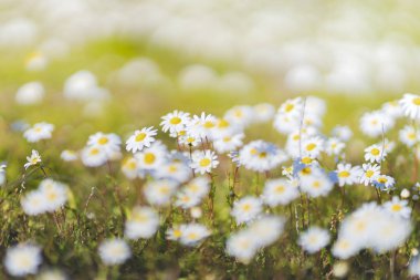 Papatya çiçekler (Bellis lerdeki) bokeh.