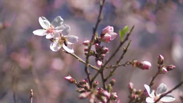 蜂のアーモンドの花から花粉を抽出 — ストック動画