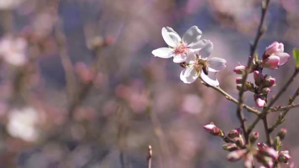 Bee Extracting Pollen Almond Blossom — Stock Video