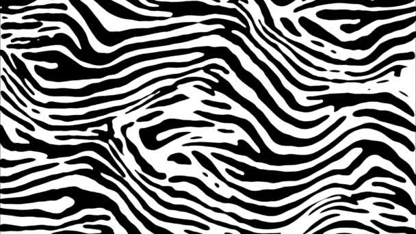 Animación Warp Patrón Cebra Blanco Negro — Vídeo de stock