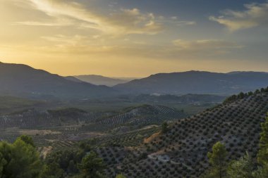 Jaen ili Segura de la Sierra yakınlarında gün batımında zeytin ağaçları ve dağların manzarası - İspanya