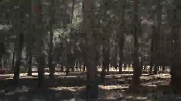 Vehículo Disparado Los Árboles Forestales Bucle — Vídeos de Stock