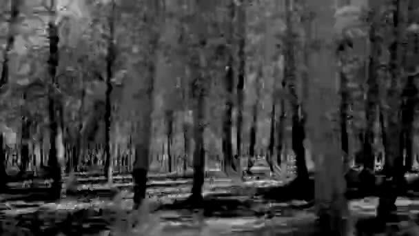 Zwart Wit Voertuig Geschoten Snelle Camera Van Het Bos Bomen — Stockvideo