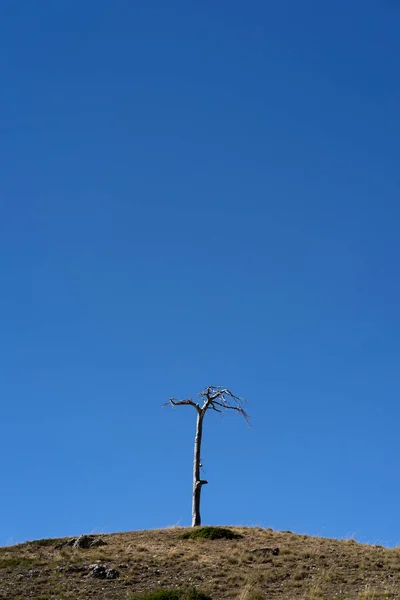Сухое Дерево Горе Пустыни — стоковое фото
