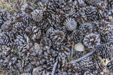 Kurumuş kozalak grubu ağaçtan yere düştü.