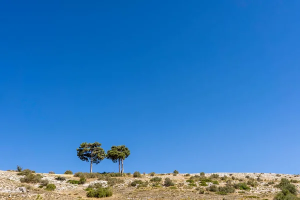 Ein Paar Bäume Einer Trockenen Landschaft Bei Klarem Blauen Himmel — Stockfoto