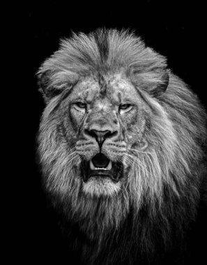 Aslan kafası kameraya bakıyor.