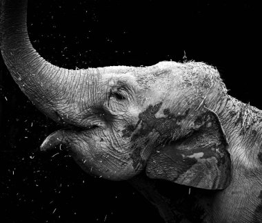 Fil kafası samanla oynarken yakın plan.