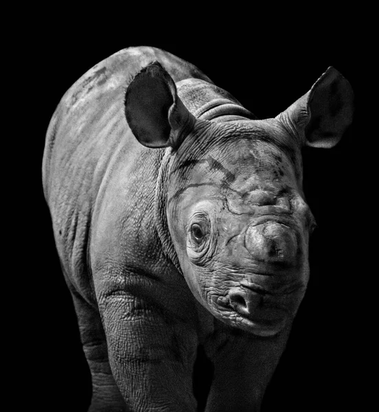 Nashorn Baby Nahaufnahme Monochrom — Stockfoto