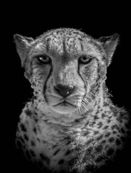 Cheetah Närbild Stirrar Kameran — Stockfoto