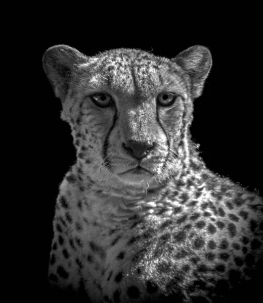 Hoofd Schouders Van Een Cheeta — Stockfoto