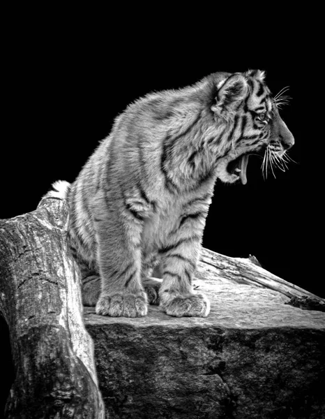Tiger Cub Seduto Una Roccia Che Sbadiglia — Foto Stock