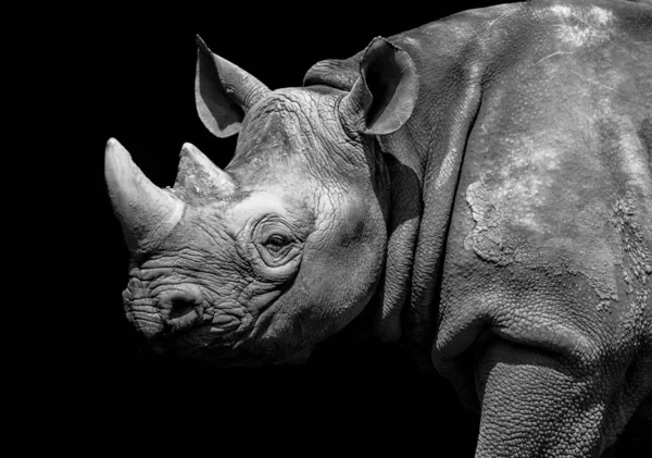 Black Rhino Profil Schwarz Und Weiß — Stockfoto