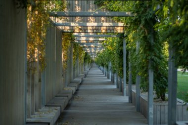 Şehir parkındaki güzel bitkiler