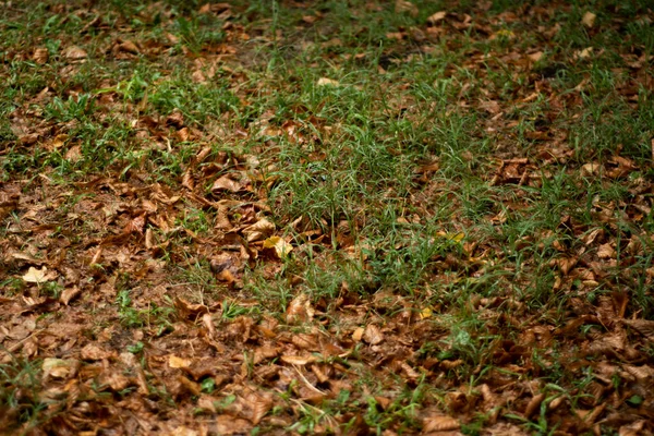 Hojas Otoño Suelo — Foto de Stock