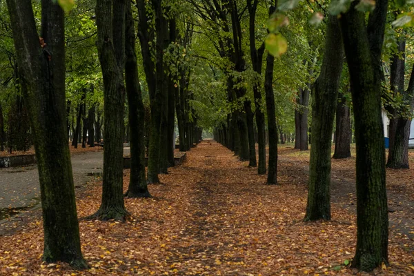 Sonbahar parkında patika