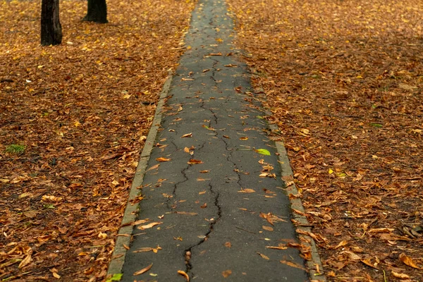 Sonbahar parkında yağmurdan sonra yol