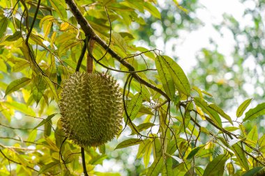 Durian Durian ağaç dalı meyve kralı.