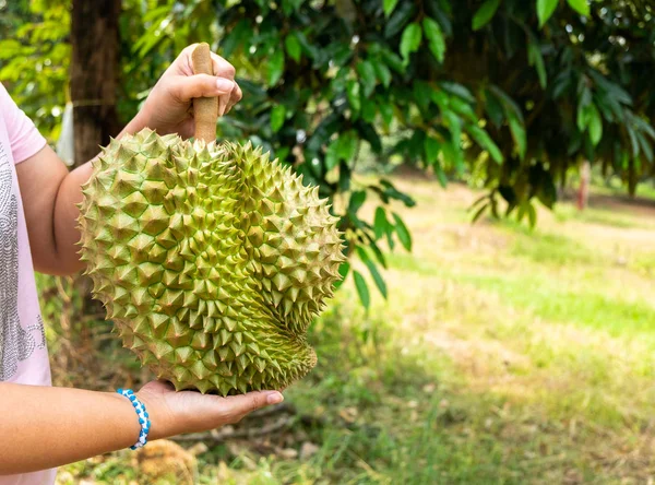 Kobietę Duże Ciężkie Durian Durian Farmy — Zdjęcie stockowe