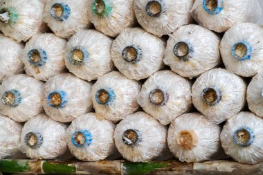 Melek mantar yetiştirme. Satır taze melek mantar, istiridye mantar kapalı ekimi ahır büyüyen.