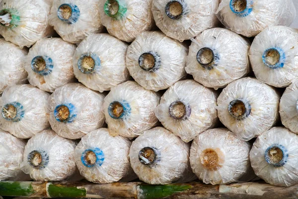 Melek mantar yetiştirme. Satır taze melek mantar, istiridye mantar kapalı ekimi ahır büyüyen.