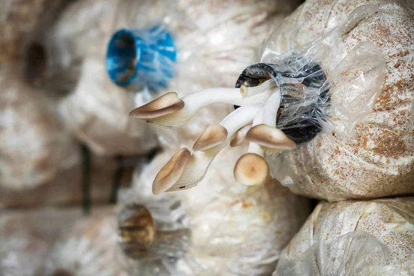 Melek mantar yetiştirme. Satır taze melek mantar, istiridye mantar kapalı ekimi ahır büyüyen.