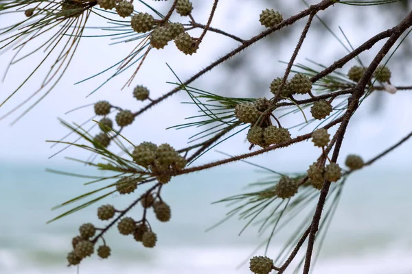 Pine Cones and Pine Needle Leaves on the Pine Tree Near the Sea.