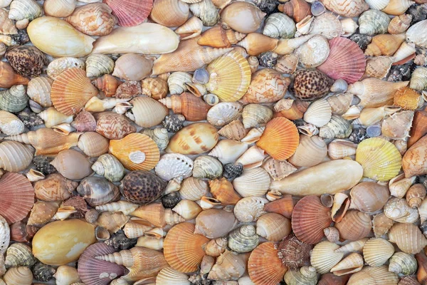 Разнообразные Морские Раковины Бетонной Стене — стоковое фото