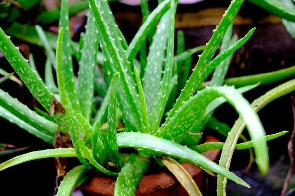 Bahçe, cilt sağlığı ve sağlıklı gıda için otlar tencereye taze Aloevera yaprak.