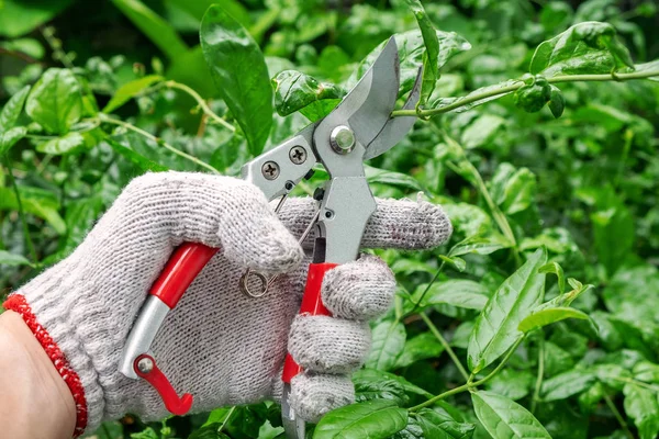 Mano Masculina Podando Árbol Con Tijeras Podar Corte Ramas Vivas —  Fotos de Stock