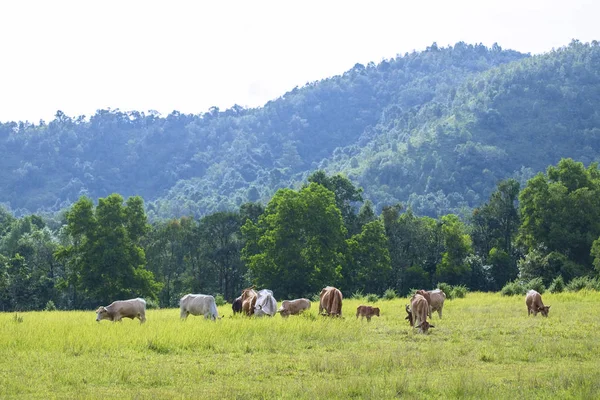 Molte Mucche Mangiano Erba Nel Campo Naturale — Foto Stock