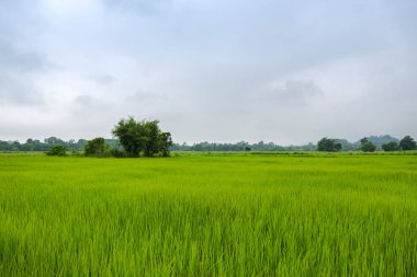 Pirinç eğe ile olgun pirinç hazır hasat, Argriculture içinde Tarım için Kuzey Tayland.