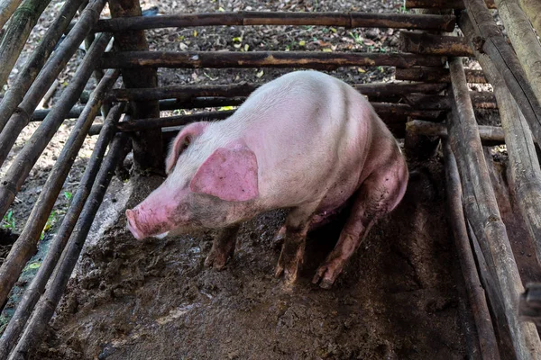 Pig in a Tribal Pig Local Farm, Young Pig in the Outdoor Wood Cage.