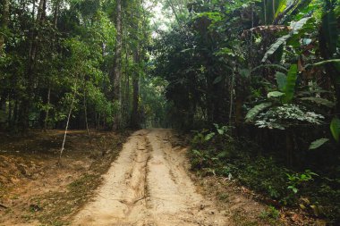 Araç lastikleri Forrest çamur üzerinde Izler. Tekerlek parçaları.